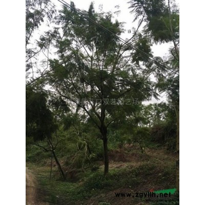 金邊假連翹6行情報價\金邊假連翹6圖片展示