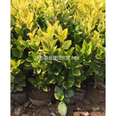 一斤紅瑞木種子能出多少棵苗？
