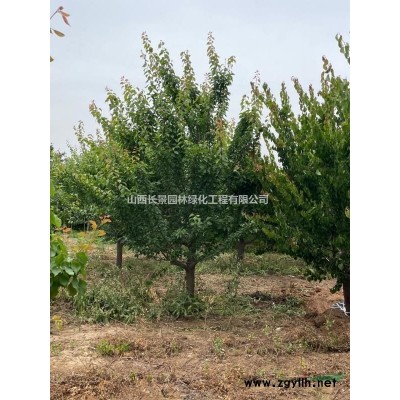 連翹苗種植基地·常年供應營養杯連翹苗，裸根扦插連翹苗