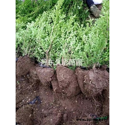 紅瑞木綠化苗木/公園綠化樹種/綠化灌木種類/庭院綠化植物