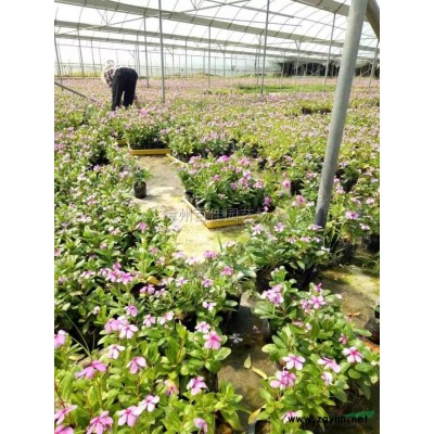 金邊假連翹4行情報價\金邊假連翹4圖片展示