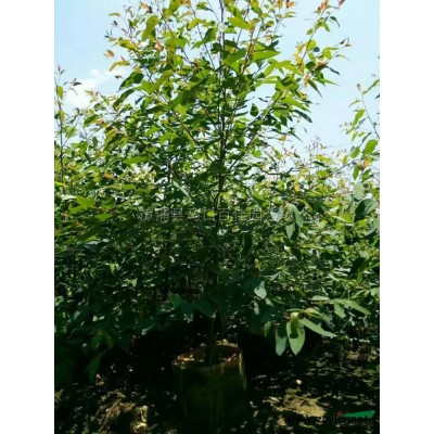 金邊假連翹供應/金邊假連翹圖片