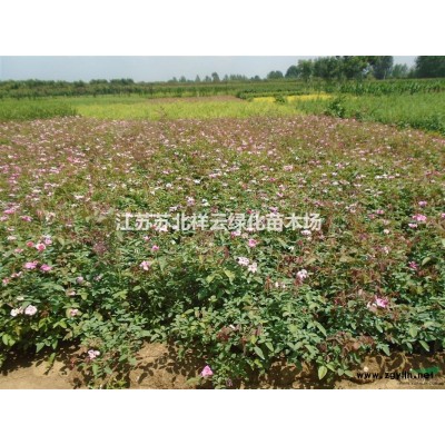 連翹批發，連翹直銷