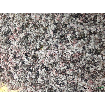 金邊假連翹供應