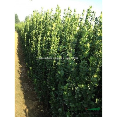 出售紫丁香，紫丁香樹苗價格，叢生紫丁香價格，規(guī)格*