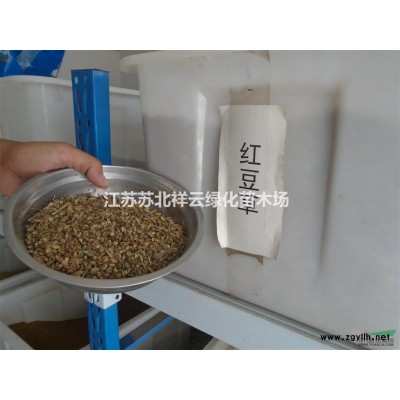 丁香種子價格，白玉蘭種子價格，香椿種子價格