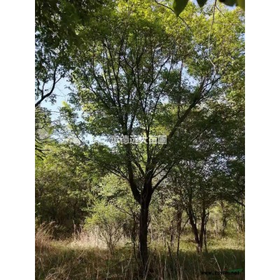 暴馬丁香 河北承德單珠暴馬丁香供應(yīng)基地