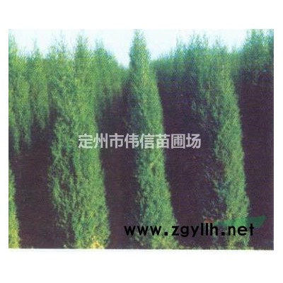二年生紫丁香產(chǎn)地直銷，河北紫丁香報(bào)價(jià)，河北紫丁香批發(fā)