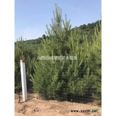 側柏哪里有？哪里有賣側柏的？基地高度5米側柏價格多少錢
