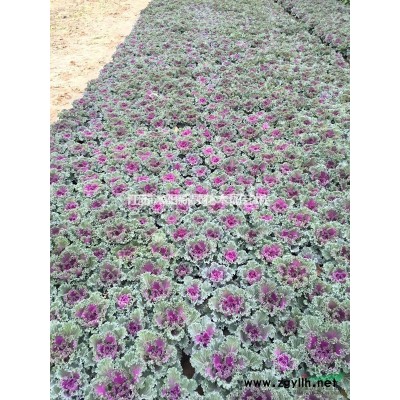 基地批發(fā)油麻藤小苗價 四季常青爬藤攀援植物供應各種綠化苗木