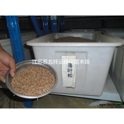 浙江茶梅基地，茶梅大小杯苗供應