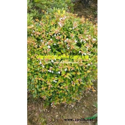 浙江茶梅樹|寧波茶梅樹價格便宜*新|柴橋茶梅樹基地批發