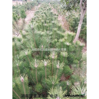 湖南苗木基地批發精品茶梅球各規格