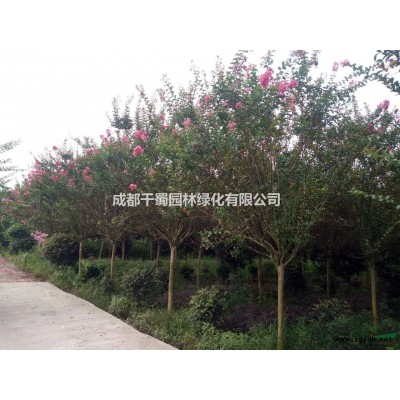 茶梅苗批發-四川茶梅基地-茶梅苗大批量低價出售-茶梅