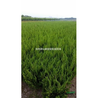 大量花石榴，2020年花石榴，蕭山苗木，蕭山苗木直銷