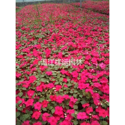 出售花葉假連翹