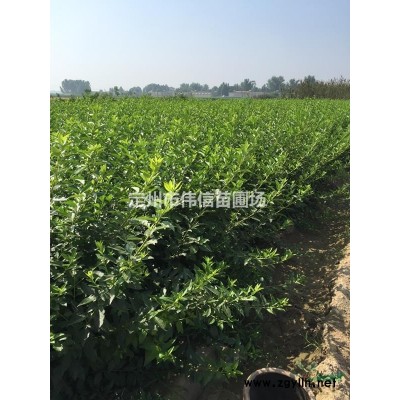 連翹簡介，河北連翹