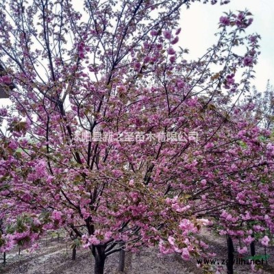 批發采購精品花石榴--基地報價