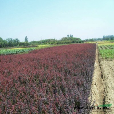 龍柏、迎春、連翹、黃連木、楓楊