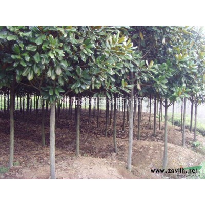 大批量供應(yīng)連翹，黃金條，黃老虎