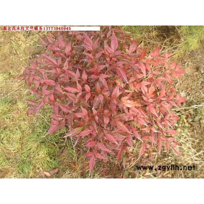 紅天竺、紅葉李、花石榴