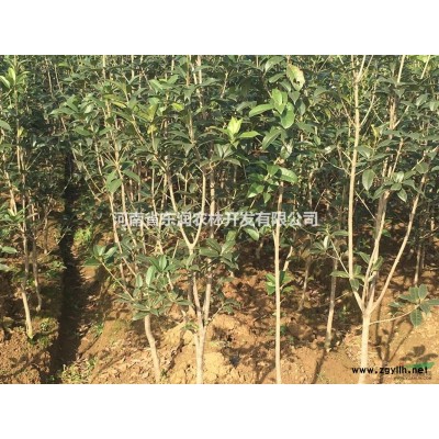 河南東潤農林供應黃櫨，米徑6-8公分