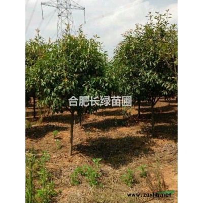 安徽合肥出售精品紅花玉蘭，紫葉李，臘梅，叢生紅梅，花石榴，紫