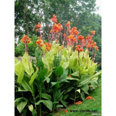 江蘇黃櫨，美國紅櫨