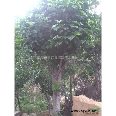 優(yōu)質(zhì)特價(jià)河南南陽(yáng)黃櫨產(chǎn)地直銷(xiāo)