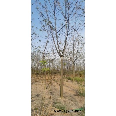 平枝荀子、地被石竹、六月雪、結香、花石榴、豆瓣黃楊、四季錦帶