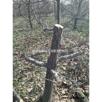 優質連翹苗價格|品種*|薄利多銷|現貨供應