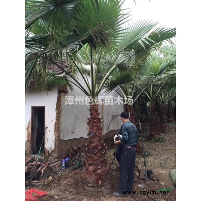 福建六月雪介紹