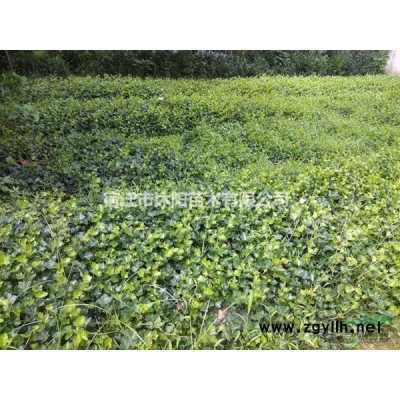 側(cè)柏價(jià)格_側(cè)柏圖片_側(cè)柏產(chǎn)地_側(cè)柏綠化苗木苗圃基地