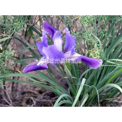 金葉連翹高度1米4分枝以上市場行情