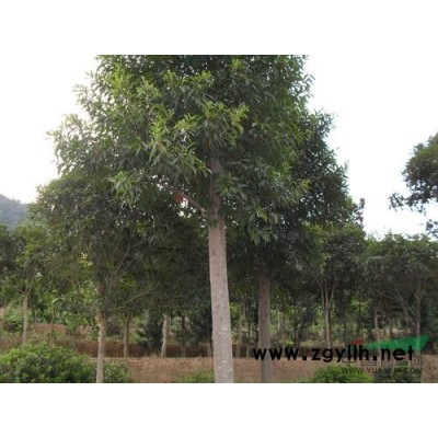 紅葉李、紅葉桃、紅葉石楠小苗、紅葉小檗工程苗