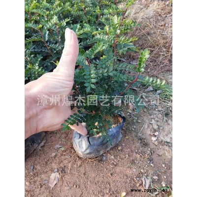 福建供應白邊連翹規格* 價格實惠