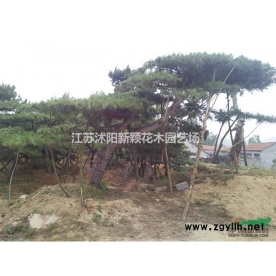 連翹，金葉連翹，連翹球，叢生連翹，連翹小床苗，連翹基地