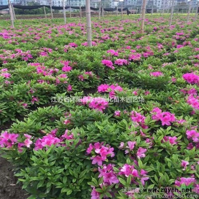 供應(yīng)紅瑞木工程苗30-150公分高 紅瑞木價(jià)格 紅瑞木基地