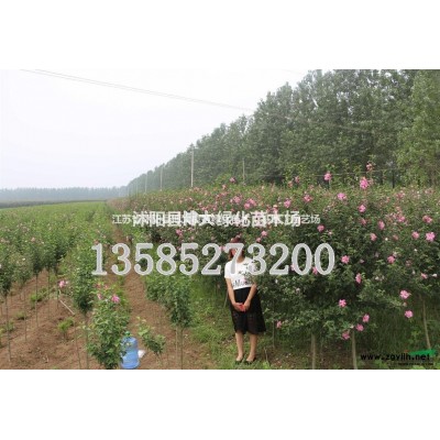 供應(yīng)連翹小毛球冠幅50-6-70-80公分連翹球價格連翹苗