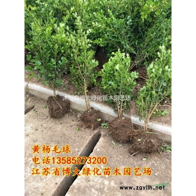 連翹小苗價格報價/江蘇*新扦插連翹小苗價格