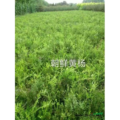 紅瑞木行情報價/紅瑞木圖片展示