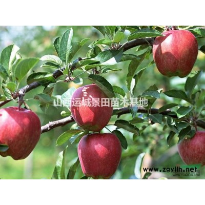 山西連翹樹·山西叢生連翹樹圖片價格·連翹產地山西地區連翹球