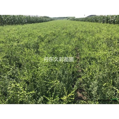 遼寧紅瑞木*新價格/紅瑞木圖片/紅瑞木信息/丹東供應紅瑞木/