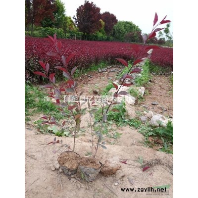 紅瑞木 叢生紅瑞木 營養(yǎng)杯紅瑞木 陜西紅瑞木價格0.7元出售