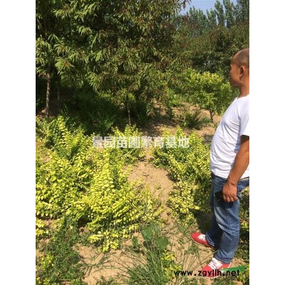 供應(yīng)連翹苗·叢生連翹苗·荒山造林連翹苗