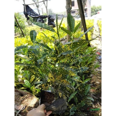 福建漳州供應花葉假連翹