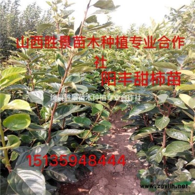 供應(yīng)連翹樹小苗·叢生連翹、綠化連翹樹價格圖片產(chǎn)地詳情山西地區(qū)