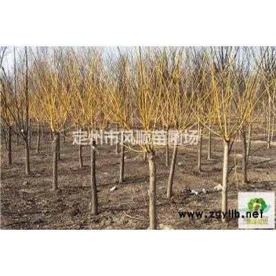 出售獨桿黃花丁香 獨桿黃花丁香基地 獨桿黃花丁香廠家