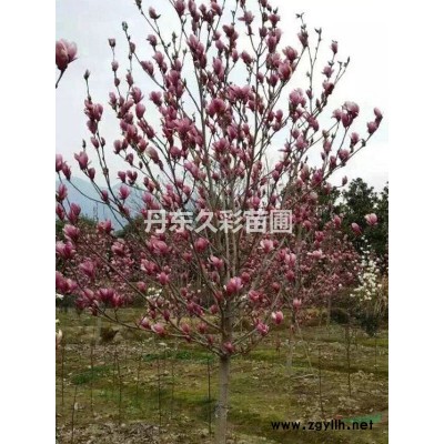 紫丁香哪個產地好/去哪里能買到既便宜質量又好的樹苗