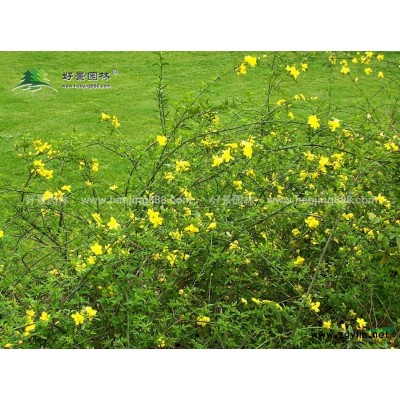 茶梅價(jià)格_茶梅圖片_茶梅產(chǎn)地_茶梅綠化苗木苗圃基地